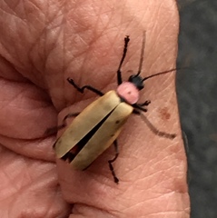 Chauliognathus faustus