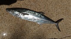 Scomberomorus maculatus