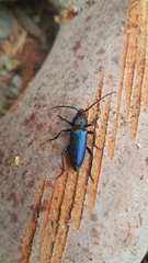 Semanotus amethystinus