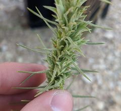 Liatris glandulosa