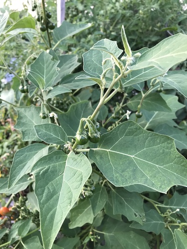 Solanum aethiopicum iNat (3)