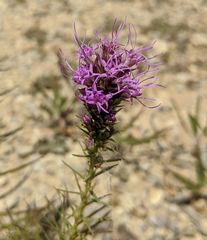 Liatris glandulosa