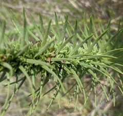 Liatris glandulosa