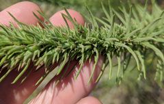 Liatris glandulosa