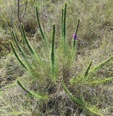 Liatris glandulosa