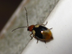 Monolepta quadriguttata