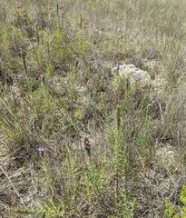 Liatris glandulosa