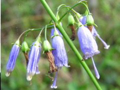 Adenophora triphylla