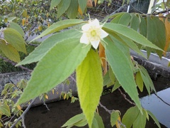 Muntingia calabura