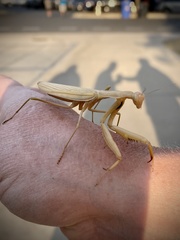 Mantis religiosa