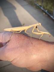 Mantis religiosa