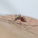 Aedes epactius - Photo (c) Liam Wolff, some rights reserved (CC BY-NC), uploaded by Liam Wolff