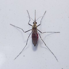 Aedes epactius