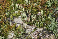Diphasiastrum alpinum