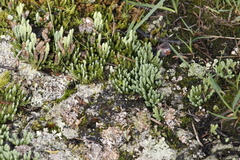 Diphasiastrum alpinum