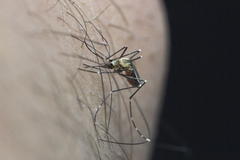 Aedes epactius
