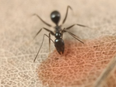 Leptomyrmex burwelli