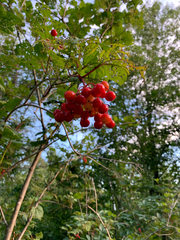 Viburnum opulus