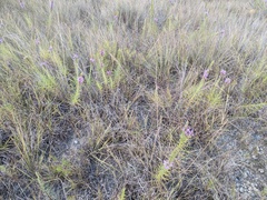Liatris glandulosa