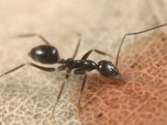 Leptomyrmex burwelli
