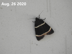 Amphipyra tripartita