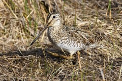 Gallinago magellanica