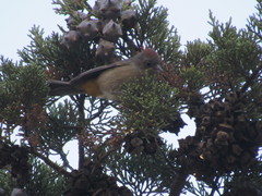 Leiothlypis crissalis