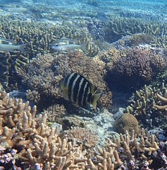 Abudefduf septemfasciatus