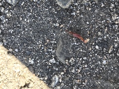 Pogonomyrmex californicus