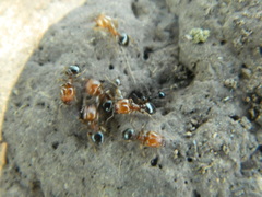 Pheidole crassicornis