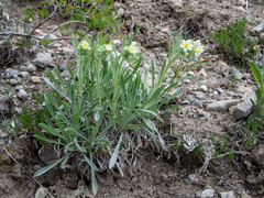Oreocarya flavoculata
