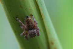 Phidippus princeps