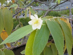 Muntingia calabura