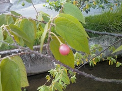 Muntingia calabura