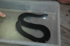 Typhlonectes compressicauda