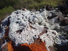 Heterodermia tremulans