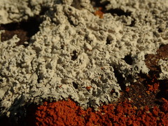 Heterodermia tremulans