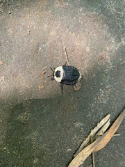 Necrophila americana