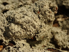 Heterodermia tremulans