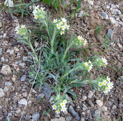 Oreocarya flavoculata