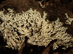 Heterodermia tremulans