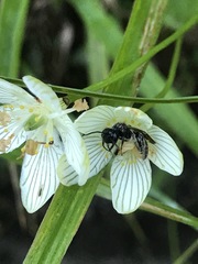 Andrena parnassiae