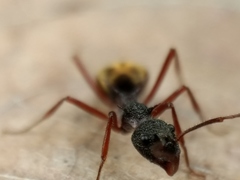 Dolichoderus extensispinus