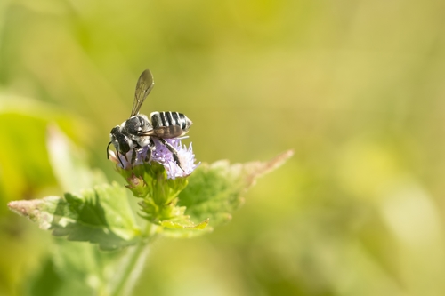Hoary Leafcutter Bee photo 3