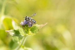 Megachile pruina image