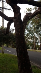 Corymbia