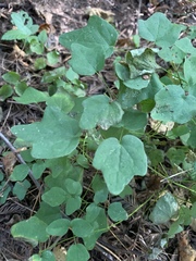 Vancouveria hexandra