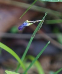 Sisyrinchium montanum