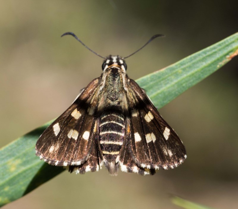 spotted sedge-skipper