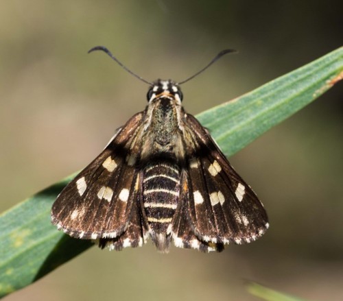 spotted sedge-skipper
